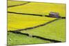 Barn and Dry Stone Walls in Buttercup Meadows at Gunnerside-Mark Sunderland-Mounted Photographic Print