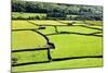 Barn and Dry Stone Walls in Meadows at Gunnerside-Mark Sunderland-Mounted Photographic Print