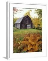 Barn and Fall Colors near Jericho Center, Vermont, USA-Darrell Gulin-Framed Photographic Print