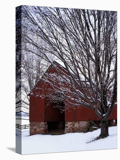 Barn and maple after snowfall, Fairfax County, Virginia, USA-Charles Gurche-Stretched Canvas