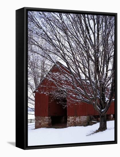 Barn and maple after snowfall, Fairfax County, Virginia, USA-Charles Gurche-Framed Stretched Canvas