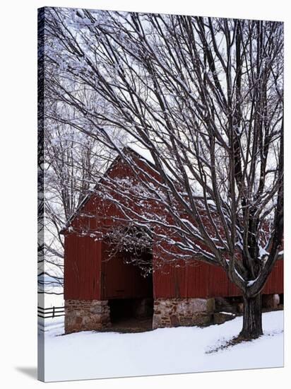 Barn and maple after snowfall, Fairfax County, Virginia, USA-Charles Gurche-Stretched Canvas