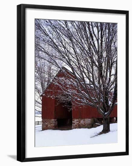 Barn and maple after snowfall, Fairfax County, Virginia, USA-Charles Gurche-Framed Premium Photographic Print