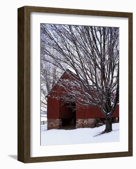 Barn and maple after snowfall, Fairfax County, Virginia, USA-Charles Gurche-Framed Photographic Print