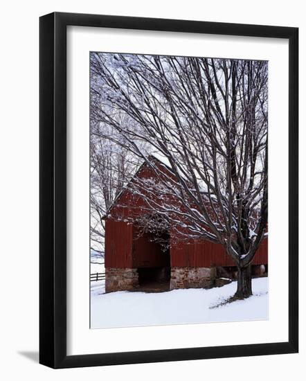 Barn and maple after snowfall, Fairfax County, Virginia, USA-Charles Gurche-Framed Photographic Print