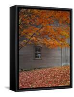 Barn and Maple Tree in Autumn, Vermont, USA-Scott T. Smith-Framed Stretched Canvas