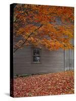 Barn and Maple Tree in Autumn, Vermont, USA-Scott T. Smith-Stretched Canvas