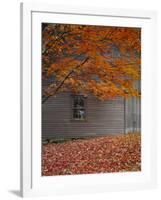 Barn and Maple Tree in Autumn, Vermont, USA-Scott T. Smith-Framed Photographic Print