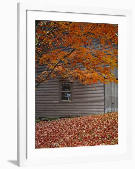 Barn and Maple Tree in Autumn, Vermont, USA-Scott T. Smith-Framed Photographic Print