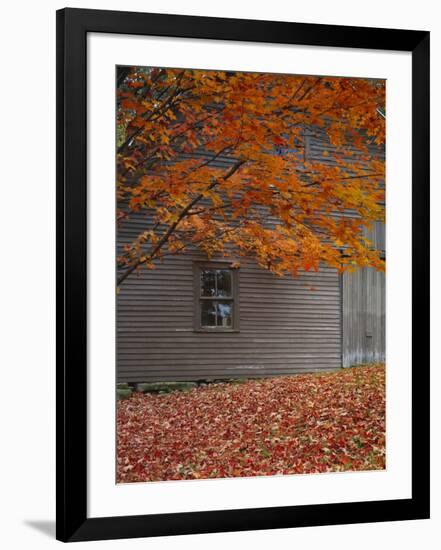 Barn and Maple Tree in Autumn, Vermont, USA-Scott T. Smith-Framed Photographic Print