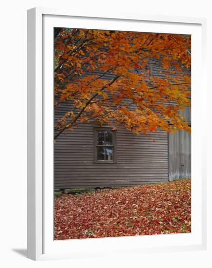 Barn and Maple Tree in Autumn, Vermont, USA-Scott T. Smith-Framed Premium Photographic Print