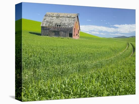 Barn and Vehicle Tracks in Wheat Field in Idaho-Darrell Gulin-Stretched Canvas