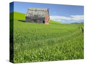 Barn and Vehicle Tracks in Wheat Field in Idaho-Darrell Gulin-Stretched Canvas