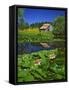 Barn and Waterlilies-Steve Terrill-Framed Stretched Canvas