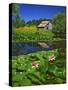 Barn and Waterlilies-Steve Terrill-Stretched Canvas