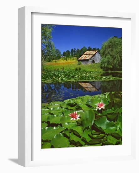 Barn and Waterlilies-Steve Terrill-Framed Photographic Print