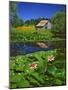 Barn and Waterlilies-Steve Terrill-Mounted Photographic Print