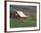 Barn and Windmill in Colfax, Palouse Region, Washington, USA-Adam Jones-Framed Photographic Print