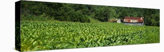 Barn in a Tobacco Field, Kentucky, USA-null-Stretched Canvas