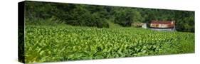 Barn in a Tobacco Field, Kentucky, USA-null-Stretched Canvas