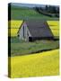 Barn in Canola Field, Idaho-Darrell Gulin-Stretched Canvas