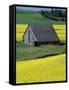 Barn in Canola Field, Idaho-Darrell Gulin-Framed Stretched Canvas