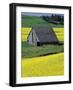 Barn in Canola Field, Idaho-Darrell Gulin-Framed Photographic Print