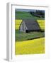 Barn in Canola Field, Idaho-Darrell Gulin-Framed Photographic Print