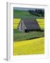 Barn in Canola Field, Idaho-Darrell Gulin-Framed Photographic Print