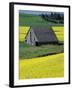 Barn in Canola Field, Idaho-Darrell Gulin-Framed Photographic Print