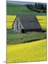 Barn in Canola Field, Idaho-Darrell Gulin-Mounted Photographic Print