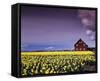 Barn in Daffodils-Ike Leahy-Framed Stretched Canvas