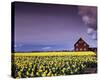 Barn in Daffodils-Ike Leahy-Stretched Canvas