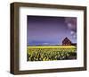 Barn in Daffodils-Ike Leahy-Framed Photo