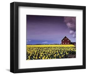 Barn in Daffodils-Ike Leahy-Framed Photo