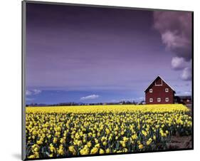 Barn in Daffodils-Ike Leahy-Mounted Photo