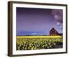 Barn in Daffodils-Ike Leahy-Framed Photo