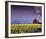 Barn in Daffodils-Ike Leahy-Framed Photo