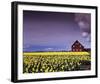 Barn in Daffodils-Ike Leahy-Framed Photo