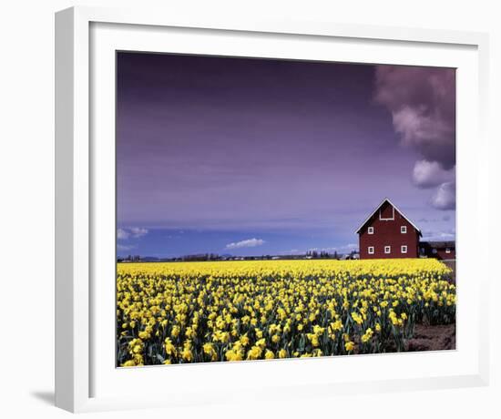 Barn in Daffodils-Ike Leahy-Framed Photo