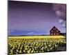 Barn in Daffodils-Ike Leahy-Mounted Photo