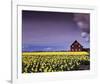 Barn in Daffodils-Ike Leahy-Framed Photo