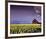 Barn in Daffodils-Ike Leahy-Framed Photo