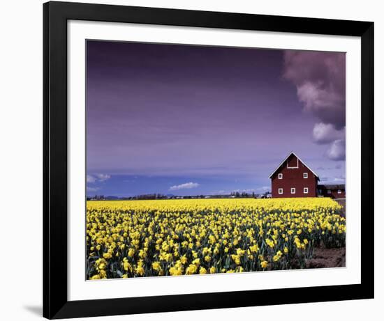 Barn in Daffodils-Ike Leahy-Framed Photo