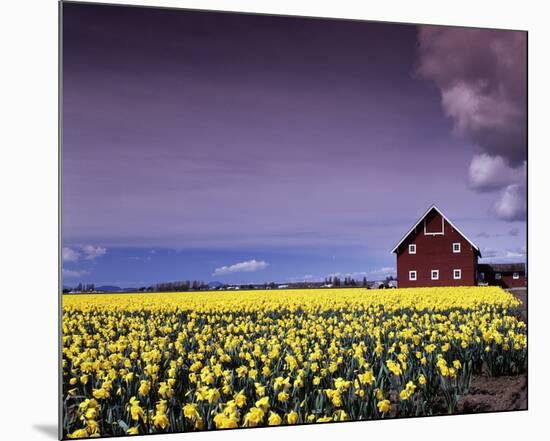 Barn in Daffodils-Ike Leahy-Mounted Photo