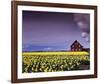 Barn in Daffodils-Ike Leahy-Framed Photo