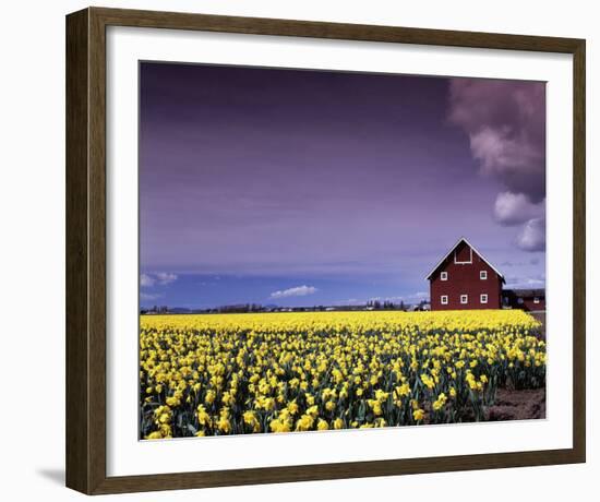 Barn in Daffodils-Ike Leahy-Framed Photographic Print
