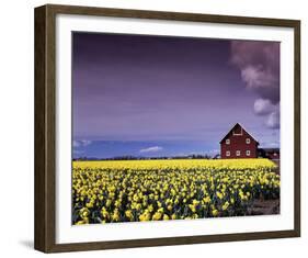 Barn in Daffodils-Ike Leahy-Framed Photographic Print