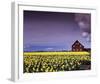 Barn in Daffodils-Ike Leahy-Framed Photographic Print