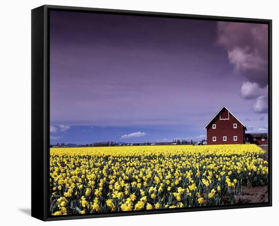 Barn in Daffodils-Ike Leahy-Framed Stretched Canvas